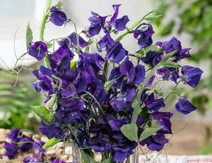 25 Royal Navy Sweet Pea Flower Seeds