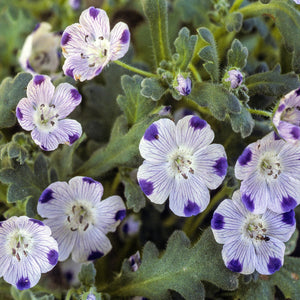 200 Nemophila Mixed Color Flower Seeds