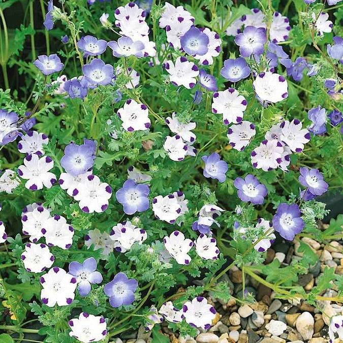 200 Nemophila Mixed Color Flower Seeds