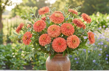 Load image into Gallery viewer, 200 Peach Zinnia Flower Seeds
