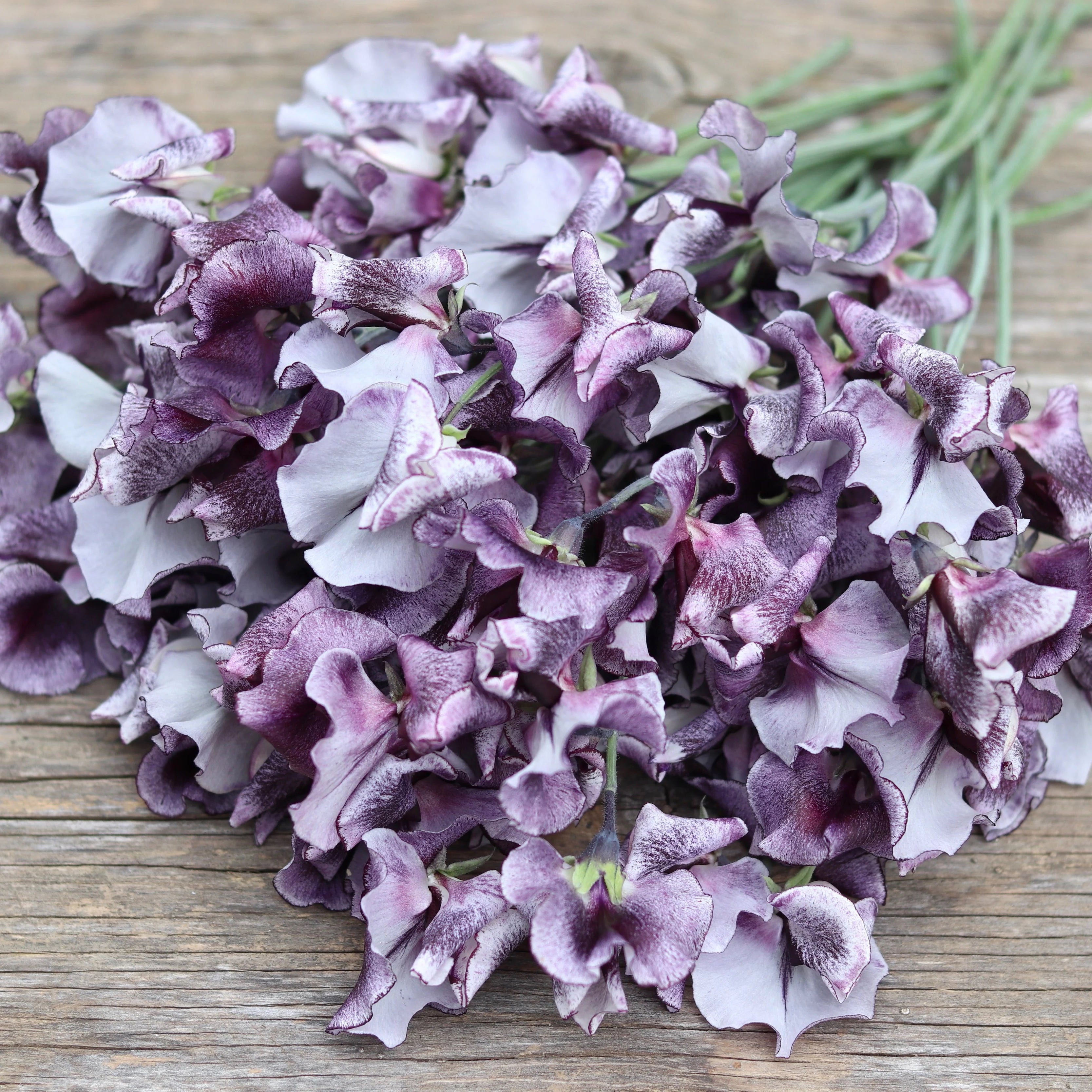 ※購入不可※【むしぱん】Sweet Pea Bフープ 20 Nimbus Sweet Pea Flower Seeds – New Hill Farms