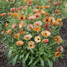 Load image into Gallery viewer, 50 Calendula Orange Flash Flower Seeds
