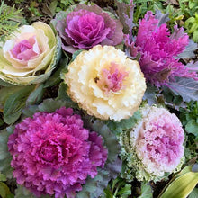 Load image into Gallery viewer, 50 Ornamental Flowering Kale Seeds
