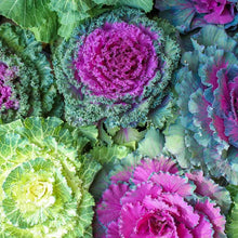 Load image into Gallery viewer, 50 Ornamental Flowering Kale Seeds
