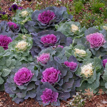 Load image into Gallery viewer, 50 Ornamental Flowering Kale Seeds

