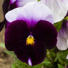 Load image into Gallery viewer, 50 Beaconsfield Bicolor Swiss Giants Pansy Flower Seeds
