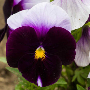 50 Beaconsfield Bicolor Swiss Giants Pansy Flower Seeds