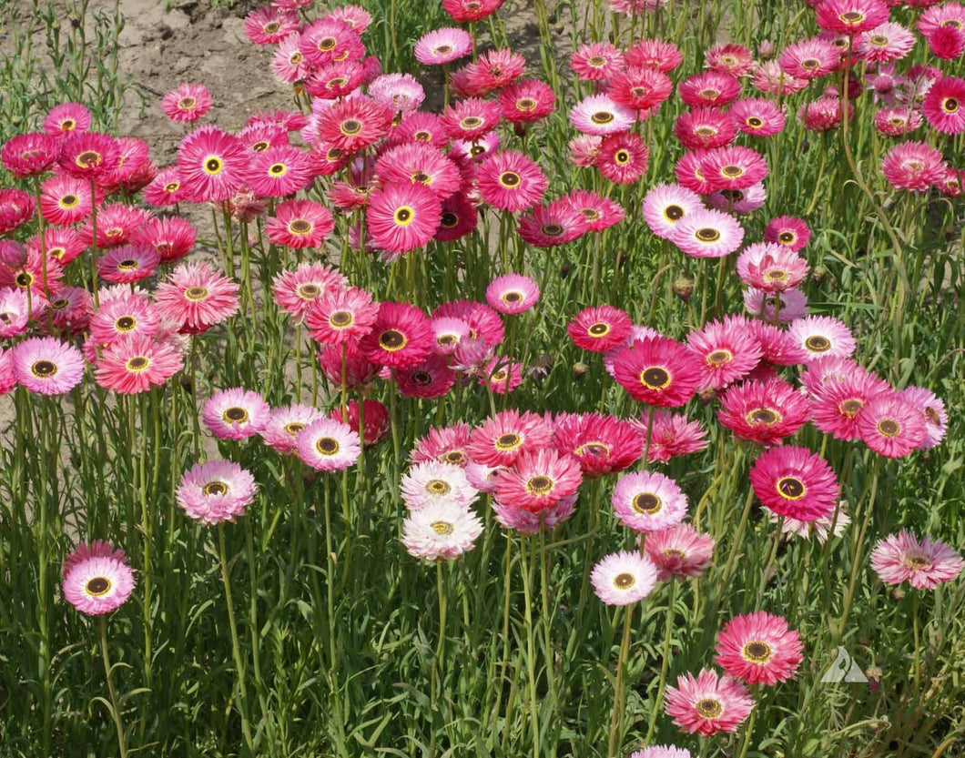 planting daisy seeds in pots 200 Paper Daisy Flower Seeds – New Hill Farms