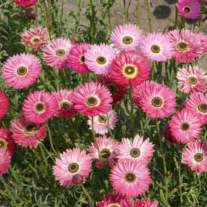 100 Paper Daisy Flower Seeds