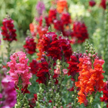 Load image into Gallery viewer, 100 Passion Mix Snapdragon Flower Seeds
