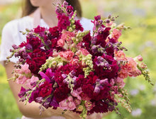 Load image into Gallery viewer, 100 Passion Mix Snapdragon Flower Seeds
