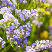 Load image into Gallery viewer, 50 Pastel Blue Statice Flower Seeds
