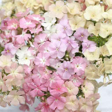 Load image into Gallery viewer, 250+ &quot;Phlox of Sheep&quot; Pastel Mix Annual Phlox Flower Seeds
