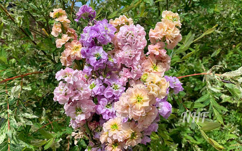 pastel flower seeds 100 Pastel Mix Stock Flower Seeds