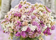 Load image into Gallery viewer, 50 Pastel Mix Statice Flower Seeds
