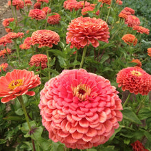 Load image into Gallery viewer, 200 Peach Zinnia Flower Seeds

