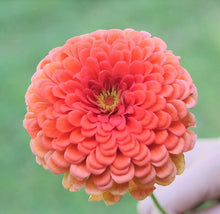 Load image into Gallery viewer, 200 Peach Zinnia Flower Seeds
