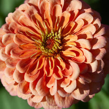 Load image into Gallery viewer, 100  Peaches and Cream Zinnia Flower Seeds

