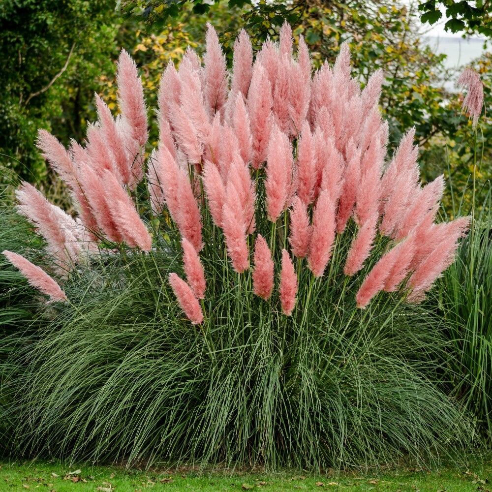 100 Pink Pampas Grass Shrub Seeds