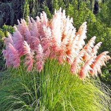 Load image into Gallery viewer, 100 Pink Pampas Grass Shrub Seeds

