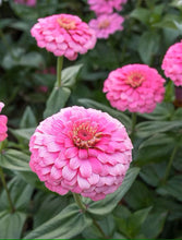 Load image into Gallery viewer, 100 Giant Strawberry Swirl Zinnia Flower Seeds
