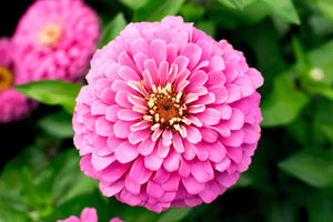100 Gold Medal Mixed Color Zinnia Flower Seeds