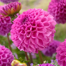 Load image into Gallery viewer, 30 Deluxe Mix Dahlia Flower Seeds
