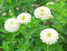Load image into Gallery viewer, 100 Giant Purity White Zinnia Flower Seeds
