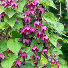 Load image into Gallery viewer, 5 Purple Bell Vine Flower Seeds
