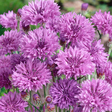 Load image into Gallery viewer, 100 Purple Bachelor Button Seeds
