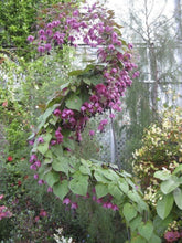 Load image into Gallery viewer, 5 Purple Bell Vine Flower Seeds
