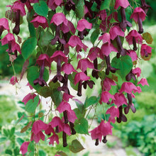 Load image into Gallery viewer, 5 Purple Bell Vine Flower Seeds
