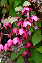 Load image into Gallery viewer, 5 Purple Bell Vine Flower Seeds
