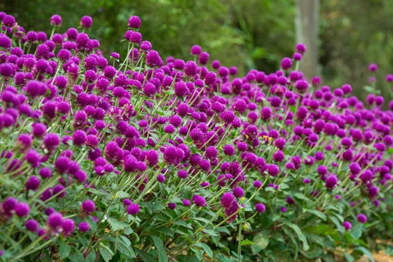 globe flower seeds 100 Purple Globe Amaranth Flower Seeds