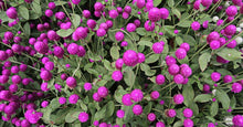Load image into Gallery viewer, 50 Purple Globe Amaranth Flower Seeds
