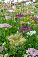 Load image into Gallery viewer, 50 Purple Kisses Queen Anne's Lace Flower Seeds
