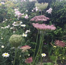Load image into Gallery viewer, 50 Purple Kisses Queen Anne's Lace Flower Seeds
