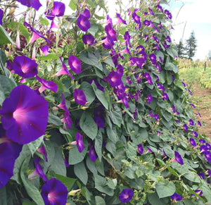50 Purple Morning Glory Flower Seeds