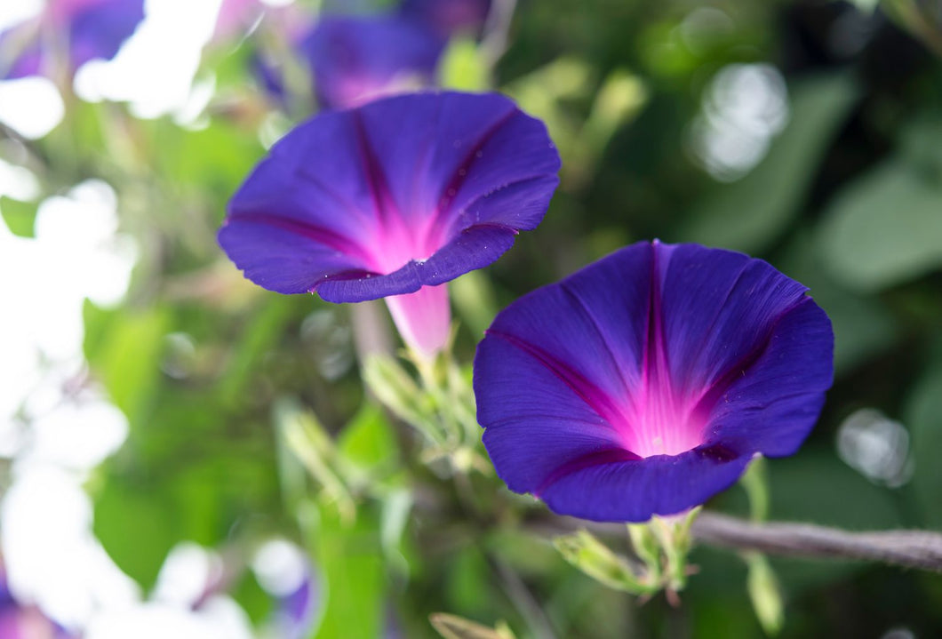 50 Purple Morning Glory Flower Seeds