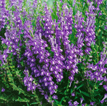 Load image into Gallery viewer, 25 Purple Skull Cap Herb Seeds
