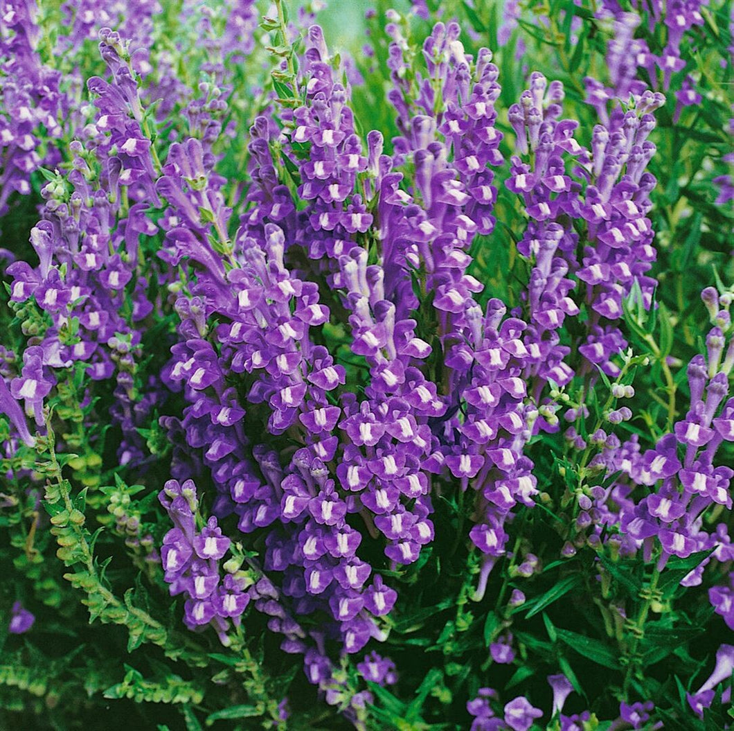25 Purple Skull Cap Herb Seeds