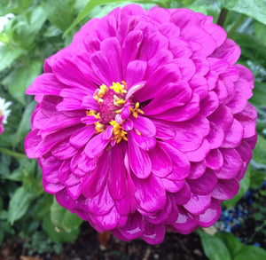 100 Gold Medal Mixed Color Zinnia Flower Seeds