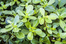 Load image into Gallery viewer, 500 Green Purslane Herb Seeds
