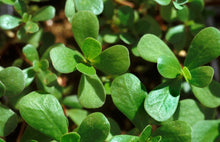 Load image into Gallery viewer, 500 Green Purslane Herb Seeds
