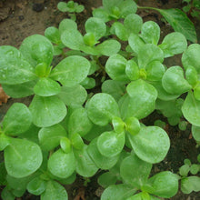 Load image into Gallery viewer, 500 Green Purslane Herb Seeds
