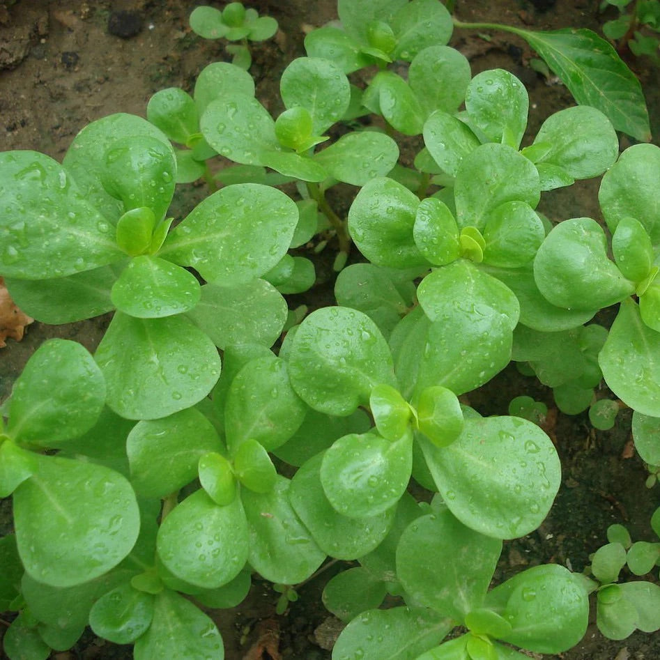 500 Green Purslane Herb Seeds