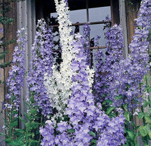 Load image into Gallery viewer, 100 Pyradmidalis Campanula Mixed Bell Flower Seeds
