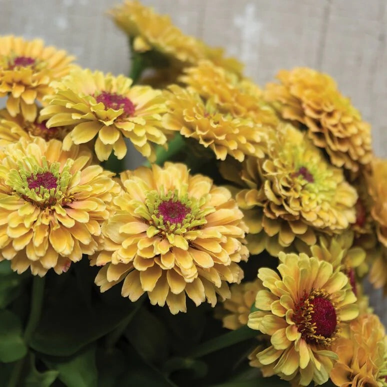 25 Queen Lemon Peach Zinnia Flower Seeds