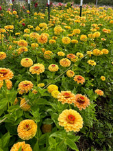 Load image into Gallery viewer, 25 Queen Lemon Peach Zinnia Flower Seeds
