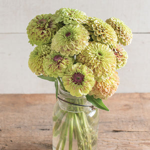 25 Queen Lime Blush Zinnia Flower Seeds